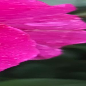 Meet your Posher, Renee